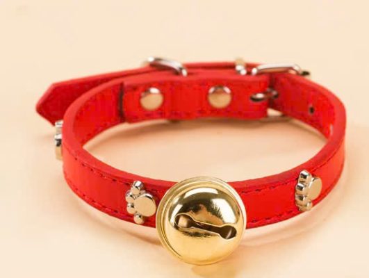 TOP 7 Phụ Kiện Cần Thiết Cho Chó Mèo Mà Bạn Không Thể Bỏ Qua