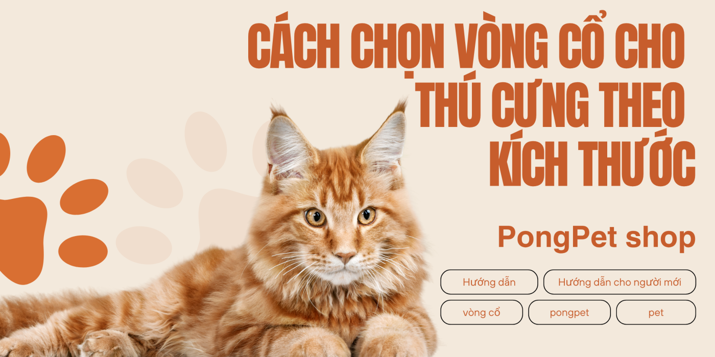 Cách chọn vòng cổ cho thú cưng - Hướng dẫn cho người mới bắt đầu