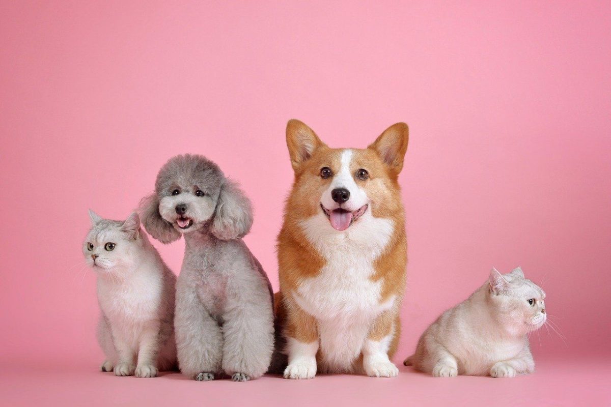 Tân binh nuôi pet – 5 lỗi cơ bản khiến sen mới hoang mang